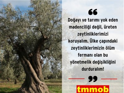 TMMOB ZEYTİNLİKLERİ KORUMAK İÇİN HAREKETE GEÇTİİ